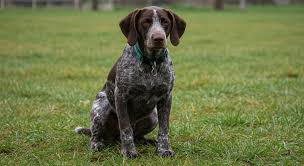 Image result for Pointers