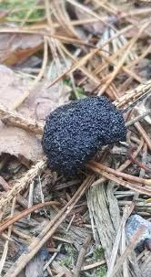 Attēlu rezultāti vaicājumam “Lindbladia tubulina”