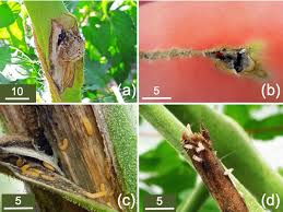 Attēlu rezultāti vaicājumam “Lasioptera rubi larva”