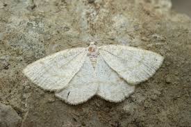 Attēlu rezultāti vaicājumam “Cabera exanthemata male”