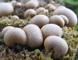 Attēlu rezultāti vaicājumam “Lycogala ustulatum macro”