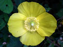 Image result for Meconopsis cambrica
