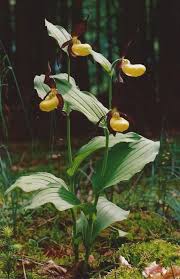 Attēlu rezultāti vaicājumam “Cypripedium calceolus flower”