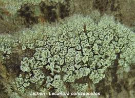 Attēlu rezultāti vaicājumam “Lecanora conizaeoides”