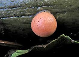 Attēlu rezultāti vaicājumam “Lycogala sphaeroconicum macro”