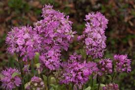 Attēlu rezultāti vaicājumam “Trichia alpina”