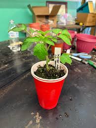 Afbeeldingsresultaat voor 1884 purple tomato