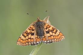 Attēlu rezultāti vaicājumam “Euphydryas maturna upperside”