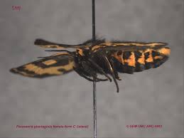 Attēlu rezultāti vaicājumam “Parasemia plantaginis”