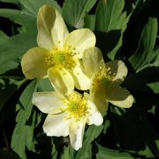 Attēlu rezultāti vaicājumam “Anemone x lipsiensis”