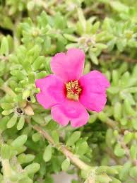 Attēlu rezultāti vaicājumam “Portulacaceae”