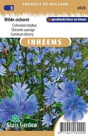 Image result for Zichorie