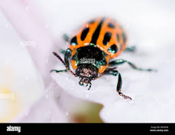 Attēlu rezultāti vaicājumam “Chrysomela vigintipunctata”