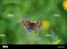Attēlu rezultāti vaicājumam “Melitaea diamina upperside”