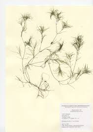 Attēlu rezultāti vaicājumam “Najas minor leaf”