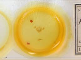 Attēlu rezultāti vaicājumam “Chortodes fluxa”