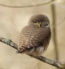 Attēlu rezultāti vaicājumam “Glaucidium passerinum”