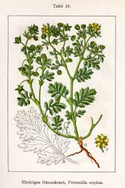 Attēlu rezultāti vaicājumam “Potentilla supina”