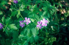 Attēlu rezultāti vaicājumam “Geranium sylvaticum flower”