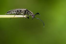 Attēlu rezultāti vaicājumam “Ctenicera pectinicornis”