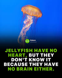 Image result for no brain