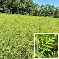 Attēlu rezultāti vaicājumam “Ambrosia artemisiifolia fruit”