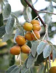 Attēlu rezultāti vaicājumam “Poa angustifolia fruit”