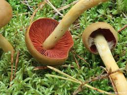 Attēlu rezultāti vaicājumam “Cortinarius sanguineus”