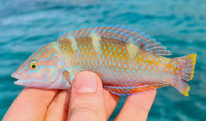 Image result for Halichoeres radiatus