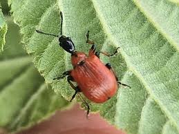 Attēlu rezultāti vaicājumam “Apoderus coryli”