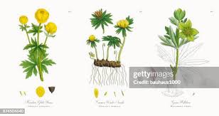 Attēlu rezultāti vaicājumam “Trollius europaeus leaf”