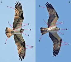 Attēlu rezultāti vaicājumam “Pandion haliaetus adult”