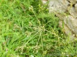 Attēlu rezultāti vaicājumam “Carum carvi flower”