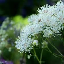 Attēlu rezultāti vaicājumam “Thalictrum aquilegifolium flower”
