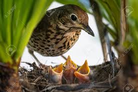 Attēlu rezultāti vaicājumam “Turdus philomelos nest”