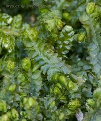 Attēlu rezultāti vaicājumam “Barbilophozia barbata”