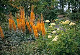 Image result for Steppenkerze