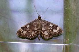 Attēlu rezultāti vaicājumam “Anania coronata”