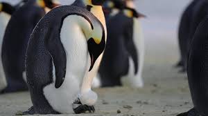 Image result for penguin