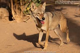 Image result for canis lupus arabs