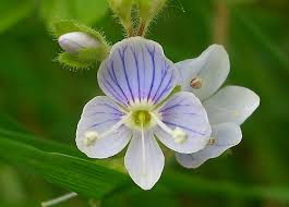 Attēlu rezultāti vaicājumam “Veronica officinalis flower”