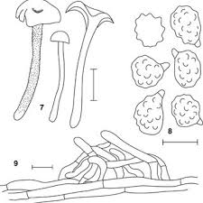 Attēlu rezultāti vaicājumam “Diderma ochraceum spores”