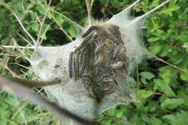 Attēlu rezultāti vaicājumam “Eriogaster lanestris”