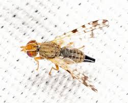 Attēlu rezultāti vaicājumam “Tephritidae”