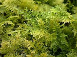 Attēlu rezultāti vaicājumam “Thuidium”