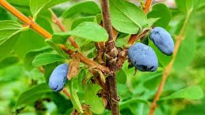 Attēlu rezultāti vaicājumam “Lonicera caerulea var. pallasii fruit”