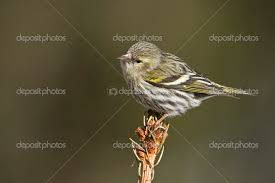 Attēlu rezultāti vaicājumam “Carduelis spinus female”