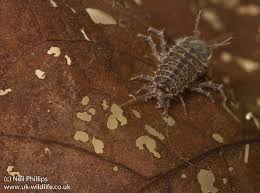 Attēlu rezultāti vaicājumam “Asellus aquaticus”