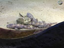 Image result for Scyliorhinus stellaris
