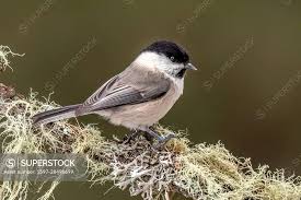 Attēlu rezultāti vaicājumam “Poecile montanus”